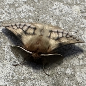 Pterolocera undescribed species at Pialligo, ACT - 22 Mar 2023 07:10 AM