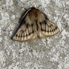 Pterolocera undescribed species at Pialligo, ACT - 22 Mar 2023 07:10 AM