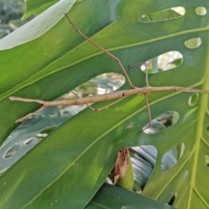 Acrophylla titan at Turramurra, NSW - suppressed