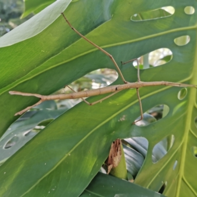 Unidentified Stick insect (Phasmatodea) at Turramurra, NSW - 18 Mar 2023 by tesslafillion