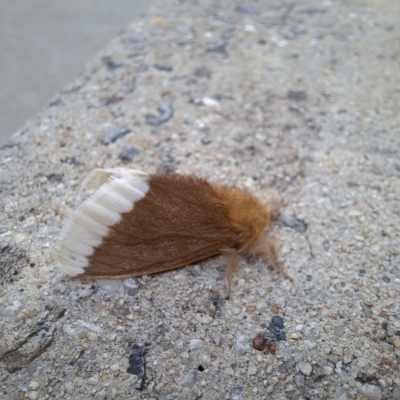 Euproctis baliolalis (Browntail Gum Moth) at Bruce, ACT - 14 Mar 2023 by Rydar