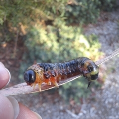 Pterygophorinae (subfamily) (Sawfly) at Bruce, ACT - 15 Mar 2023 by Rydar