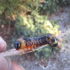 Perginae sp. (subfamily) (Unidentified pergine sawfly) at Bruce, ACT - 14 Mar 2023 by Rydar