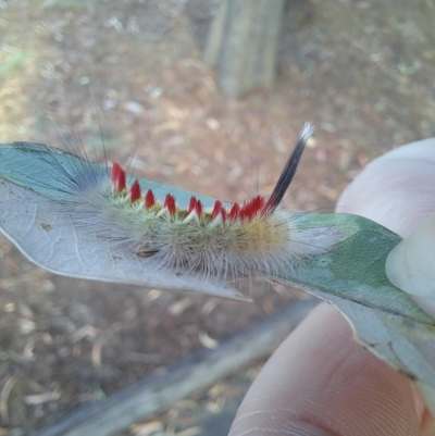 Trichiocercus sparshalli (Sparshall's Moth) at University of Canberra - 13 Mar 2023 by Rydar