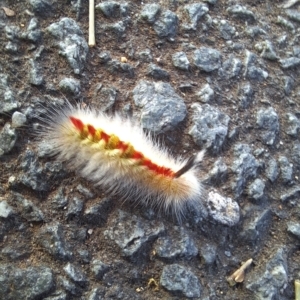 Trichiocercus sparshalli at Bruce, ACT - 14 Mar 2023