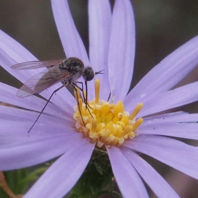 Geron sp. (genus) (Slender Bee Fly) at Namadgi National Park - 21 Mar 2023 by BarrieR