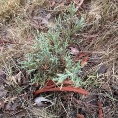 Juniperus communis at Aranda, ACT - 22 Mar 2023