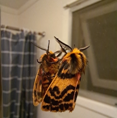 Ardices curvata (Crimson Tiger Moth) at Lyons, ACT - 22 Jan 2023 by Rydar