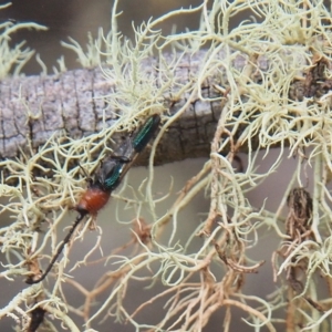 Brachytria centralis at Tharwa, ACT - 21 Mar 2023 11:32 AM