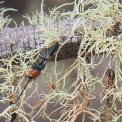 Brachytria centralis (Longhorn Beetle) at Namadgi National Park - 21 Mar 2023 by BarrieR