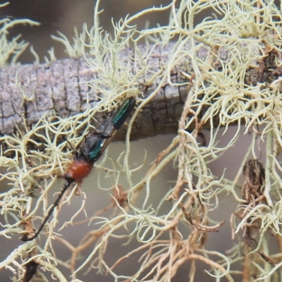 Brachytria centralis (Longhorn Beetle) at Namadgi National Park - 21 Mar 2023 by BarrieR