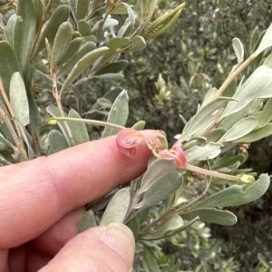 Grevillea arenaria at Aranda, ACT - 22 Mar 2023