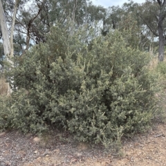 Grevillea arenaria at Aranda, ACT - 22 Mar 2023