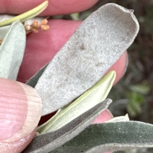 Grevillea arenaria at Aranda, ACT - 22 Mar 2023