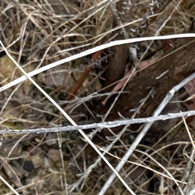 Cassinia sifton (Sifton Bush, Chinese Shrub) at Aranda Bushland - 21 Mar 2023 by lbradley