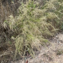 Cassinia sifton at Aranda, ACT - 22 Mar 2023 10:45 AM