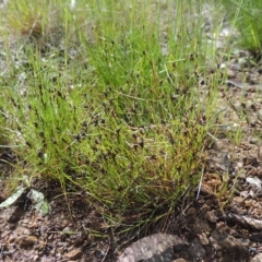 Schoenus apogon (Common Bog Sedge) at Bruce, ACT - 30 Oct 2022 by michaelb