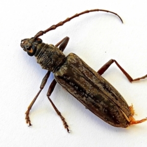 Pachydissus sp. (genus) at Crooked Corner, NSW - 18 Mar 2023