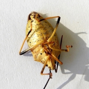 Poecilometis strigatus at Crooked Corner, NSW - 19 Mar 2023