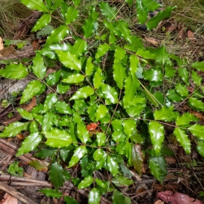 Berberis aquifolium (Oregon Grape) at Tennent, ACT - 8 Feb 2023 by Thommo17