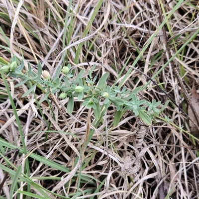 Hypericum perforatum (St John's Wort) at Hawker, ACT - 21 Mar 2023 by sangio7