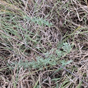 Hypericum japonicum at Hawker, ACT - 21 Mar 2023