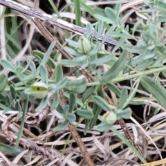 Hypericum perforatum at The Pinnacle - 21 Mar 2023 08:09 AM