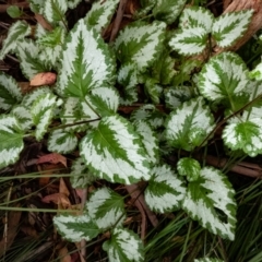 Lamium argentatum (Yellow Archangel) at Tennent, ACT - 8 Feb 2023 by Thommo17