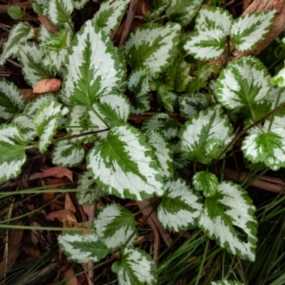 Lamium argentatum (Yellow Archangel) at Tennent, ACT - 7 Feb 2023 by Thommo17