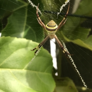 Argiope keyserlingi at Evans Head, NSW - 22 Mar 2023 01:55 PM