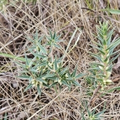 Melichrus urceolatus (Urn Heath) at Hawker, ACT - 21 Mar 2023 by sangio7