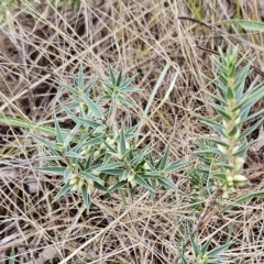 Melichrus urceolatus (Urn Heath) at Hawker, ACT - 20 Mar 2023 by sangio7