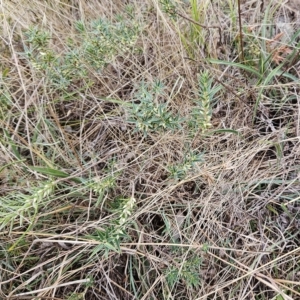 Melichrus urceolatus at Hawker, ACT - 21 Mar 2023