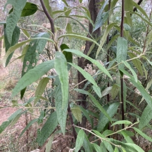 Olearia lirata at Hackett, ACT - 22 Mar 2023