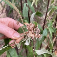 Olearia lirata at Hackett, ACT - 22 Mar 2023