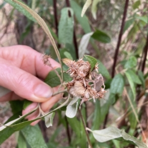 Olearia lirata at Hackett, ACT - 22 Mar 2023 10:08 AM