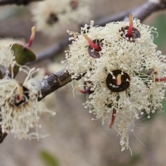 Eucalyptus (genus) (A Gum Tree) at Hawker, ACT - 21 Mar 2023 by sangio7