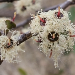 Eucalyptus sp. (A Gum Tree) at Hawker, ACT - 21 Mar 2023 by sangio7