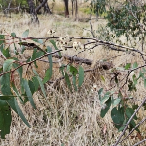 Eucalyptus sp. at Hawker, ACT - 21 Mar 2023