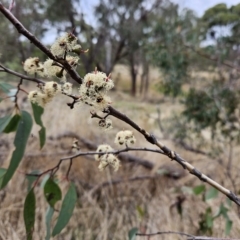 Eucalyptus sp. at Hawker, ACT - 21 Mar 2023