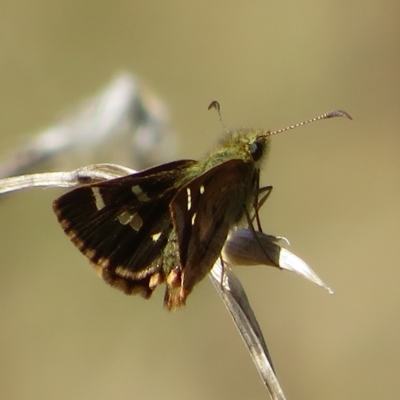 Dispar compacta (Barred Skipper) at Acton, ACT - 12 Mar 2023 by Christine