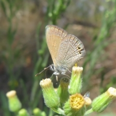 Nacaduba biocellata (Two-spotted Line-Blue) at Black Mountain - 12 Mar 2023 by Christine