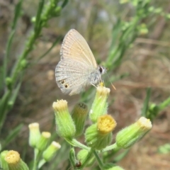 Nacaduba biocellata at Acton, ACT - 12 Mar 2023 12:10 PM