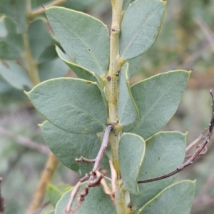 Acacia cultriformis at Hawker, ACT - 21 Mar 2023 12:26 PM