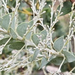 Acacia cultriformis at Hawker, ACT - 21 Mar 2023