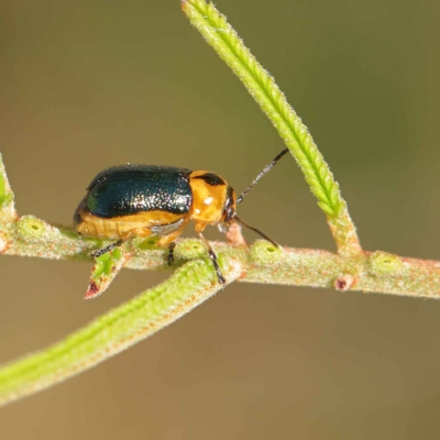 Aporocera (Aporocera) consors (A leaf beetle) at Dryandra St Woodland - 16 Mar 2023 by ConBoekel