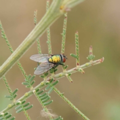 Lucilia cuprina (Australian sheep blowfly) at O'Connor, ACT - 19 Mar 2023 by ConBoekel