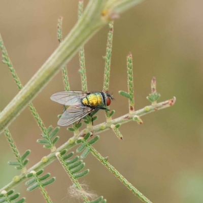 Lucilia cuprina (Australian sheep blowfly) at Dryandra St Woodland - 19 Mar 2023 by ConBoekel