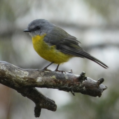 Eopsaltria australis (Eastern Yellow Robin) at Boro, NSW - 21 Mar 2023 by Paul4K