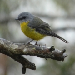 Eopsaltria australis (Eastern Yellow Robin) at Boro, NSW - 20 Mar 2023 by Paul4K